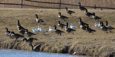 Ross' Geese - Chen rossii