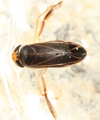 Sigara depressa/variabilis