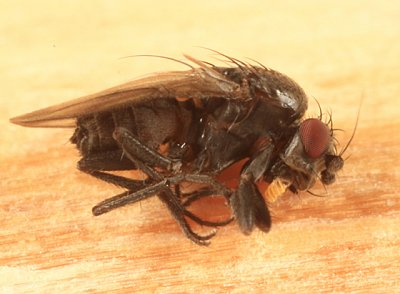 Spelobia maculipennis