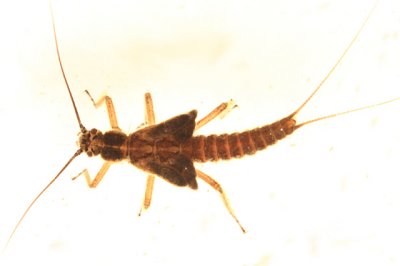 Taeniopteryx nivalis