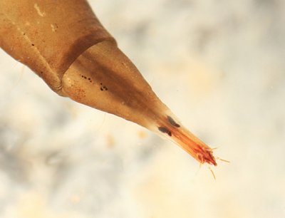 Watersnipe Fly larva - Atherix lantha