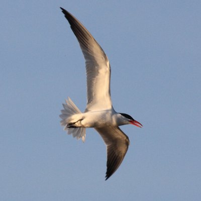 Caspian Tern - Sterna caspia