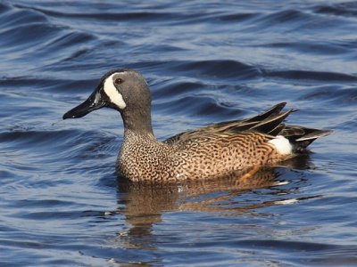 Blue-winged Teal - Anas discors (male)