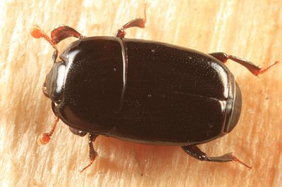 Platylomalus aequalis