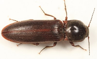 Sylvanelater cylindriformis