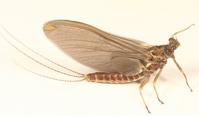 Ephemerella subvaria