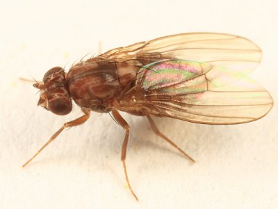 Drosophila colorata
