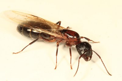 Camponotus nearcticus