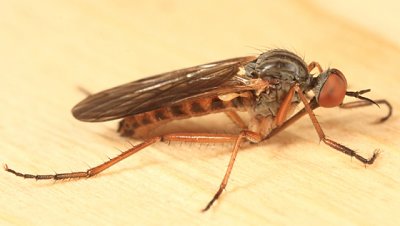 Empis sp.