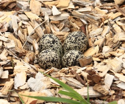 Killdeer - Charadrius vociferus (eggs)