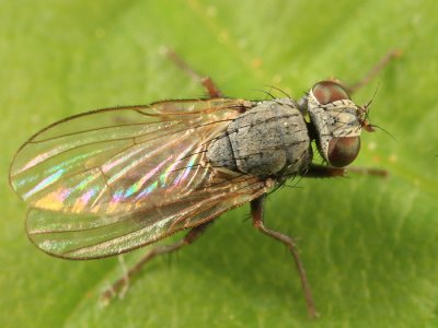 Caricea sp.