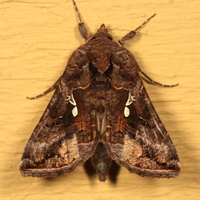 8908 - Common Looper - Autographa precationis