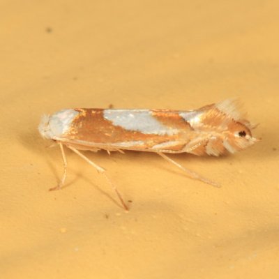 0752 - Phyllonorycter fitchella