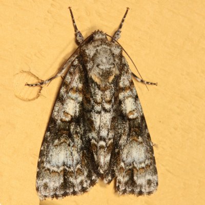 9226 - Splendid Dagger - Acronicta superans