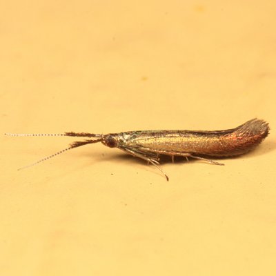 1388 - Coleophora trifolii