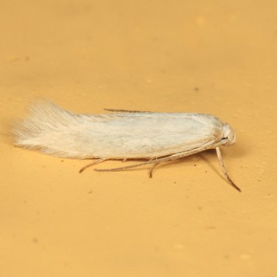 Calosima sp.