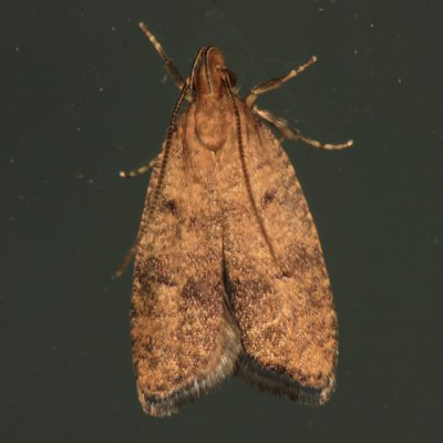 0955 - Psilocorsis quercicella