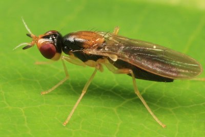 Rust Flies - Psilidae