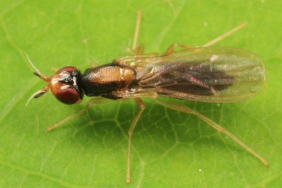 Psila collaris