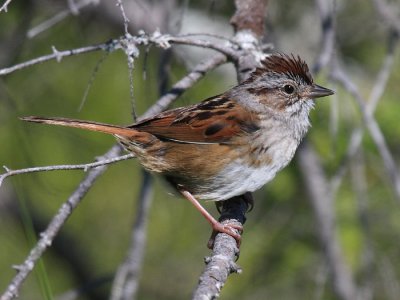 Swamp Sparrow - Melospiza georgiana