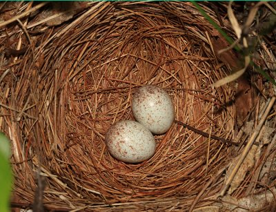 Eastern Towhee (nest with eggs) - Pipilo erythrophthalmus