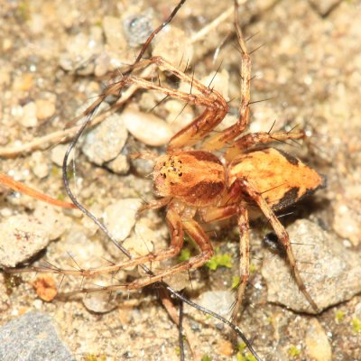 Oxyopes scalaris