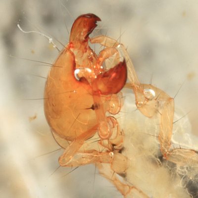 Chimarra sp.