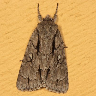 9229 - Speared Dagger Moth - Acronicta hasta