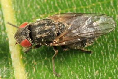 Lipara lucens (Large Cigar Gall Fly)