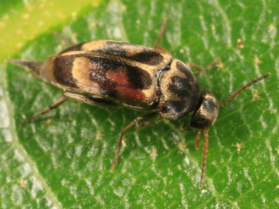 Falsomordellistena pubescens