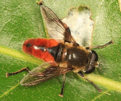 Polydontomyia curvipes