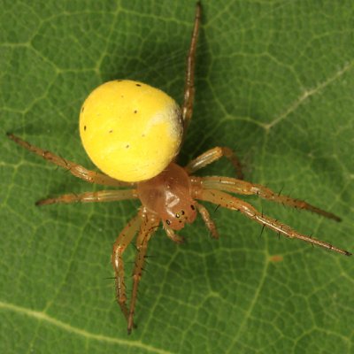 Six-spotted Orb Weaver - Araniella displicata