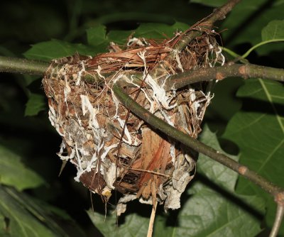 Red-eyed Vireo (nest) - Vireo olivaceus