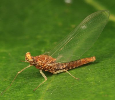 Eurylophella sp.