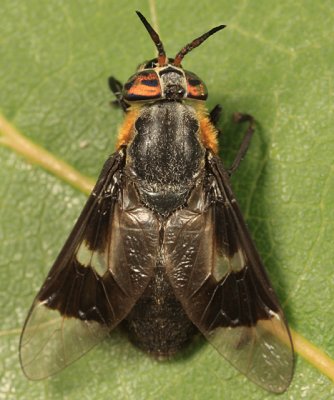 Chrysops cincticornis