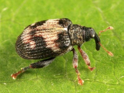 Tachyerges ephippiata