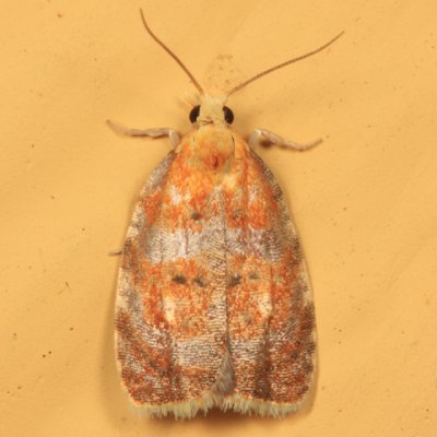 3504 - Blueberry Leaftier Moth - Acleris curvalana