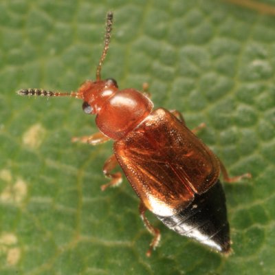 Eusphalerum orientale