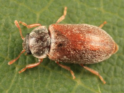 Byturus unicolor