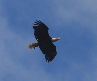 Bald Eagle - Haliaeetus leucocephalus