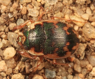 Ground Beetles - Subfamily Omophroninae