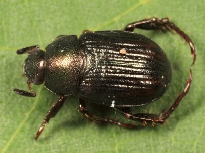 Anomala orientalis