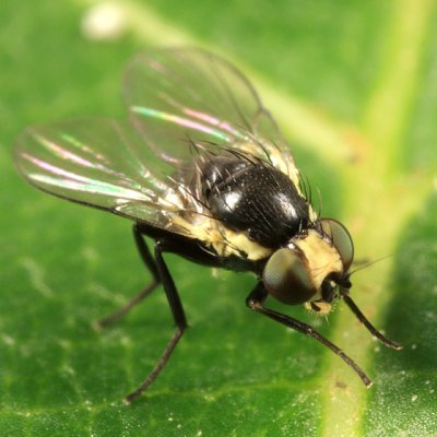 Leaf-mining Flies -  Agromyzidae