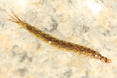 Dineutus sp. (larva)