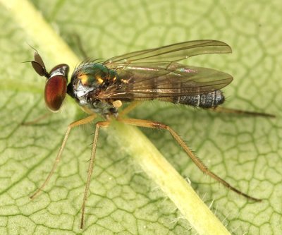 Argyra setipes