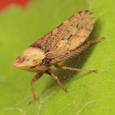 Aphrodes sp. (female)