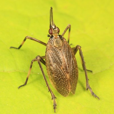 Partridge Bug - Scolops sulcipes