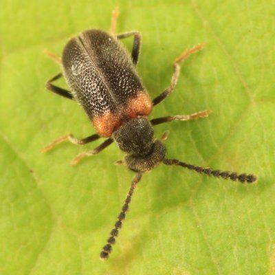 Antlike Leaf Beetles - Aderidae