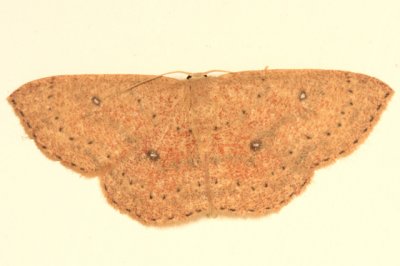 7136 - Packards Wave - Cyclophora packardi