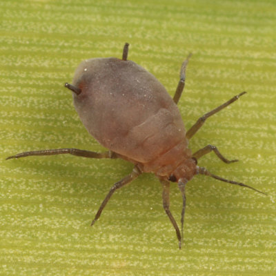 Rhopalosiphum sp.